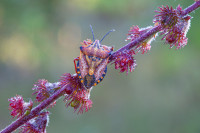 /album/foto-adriano/cimice-carpocoris-pudicus-jpg/